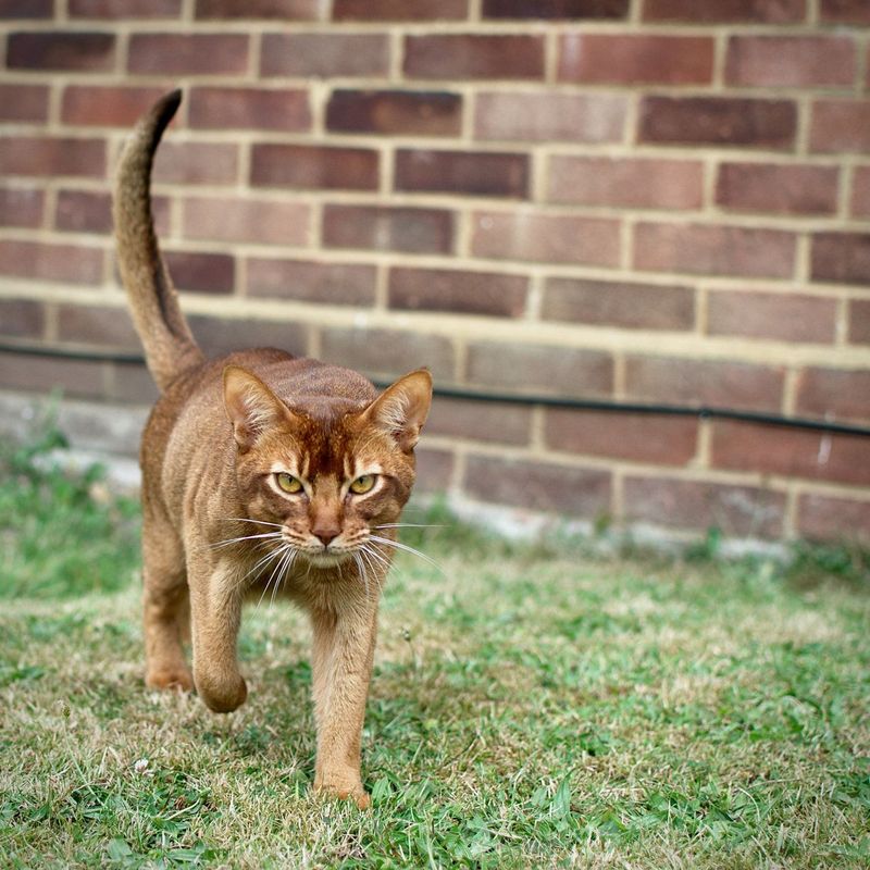 Abyssinians' Silent Stealth Moves