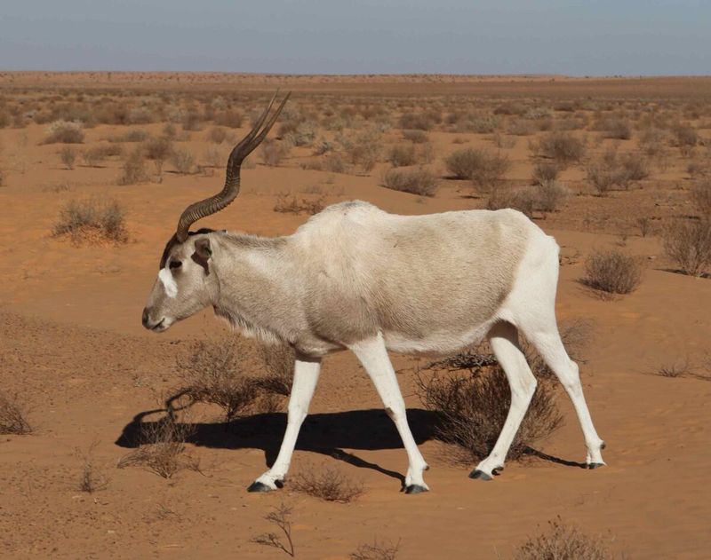 Addax