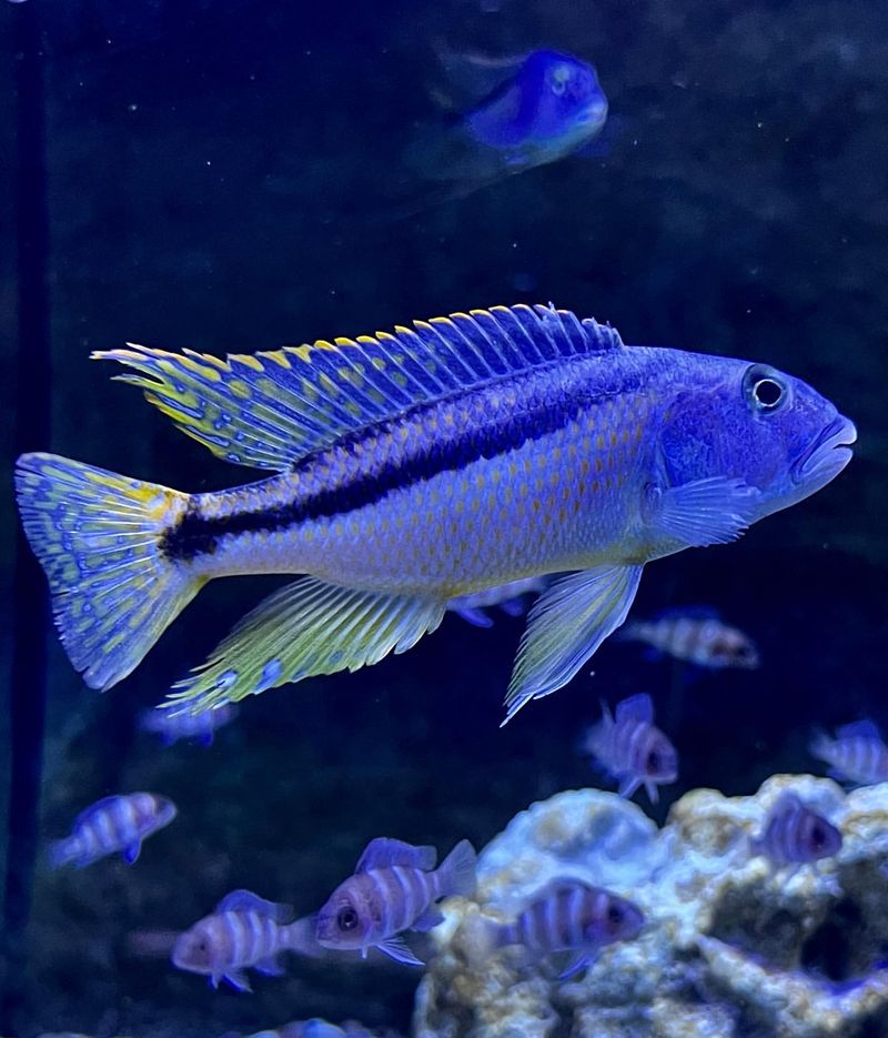 African Cichlid