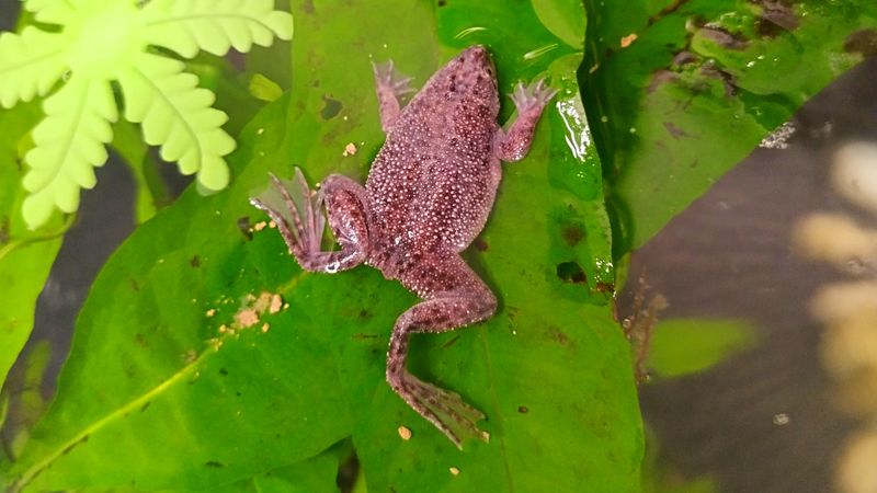 African Dwarf Frog