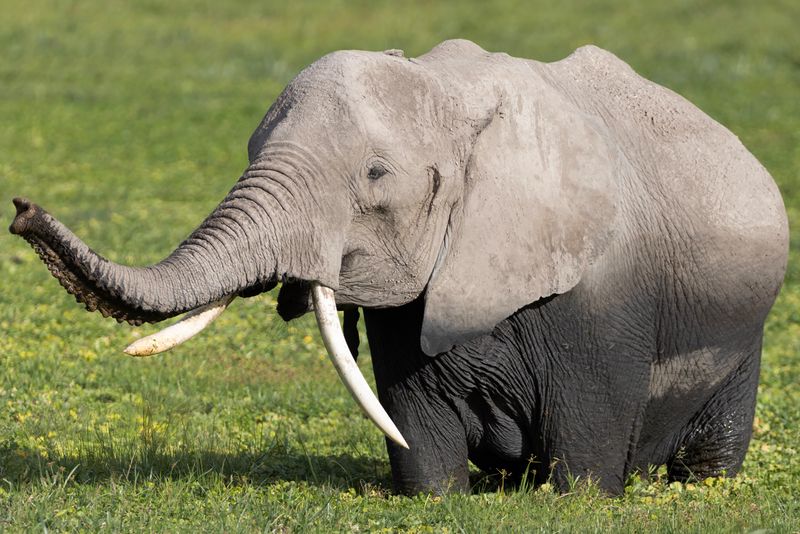 African Elephant