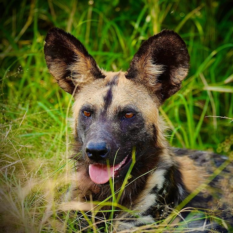 African Wild Dog