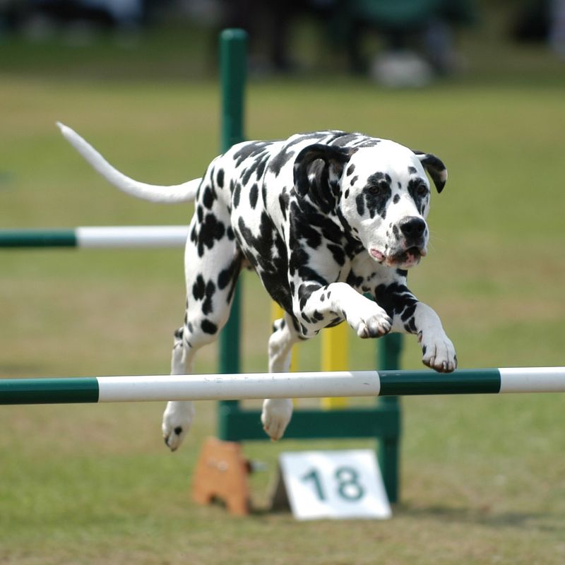 Agility Training