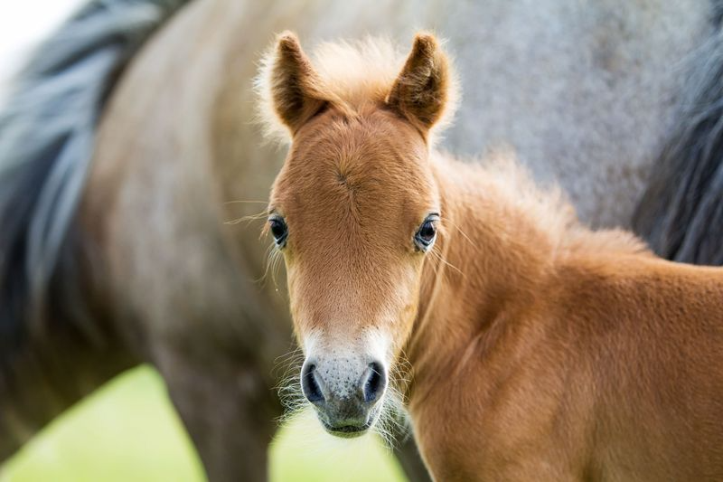 18 Smallest Horse Breeds That Show Prettiest Things Come In Tiniest Packages