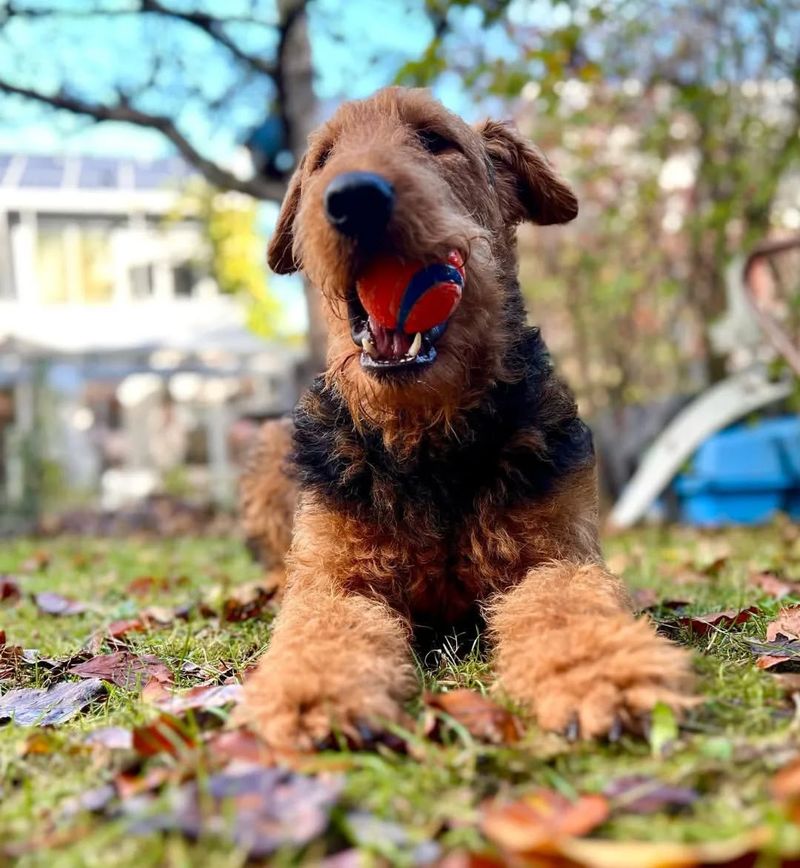 Airedale Terrier