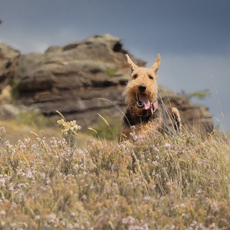 Airedale Terrier