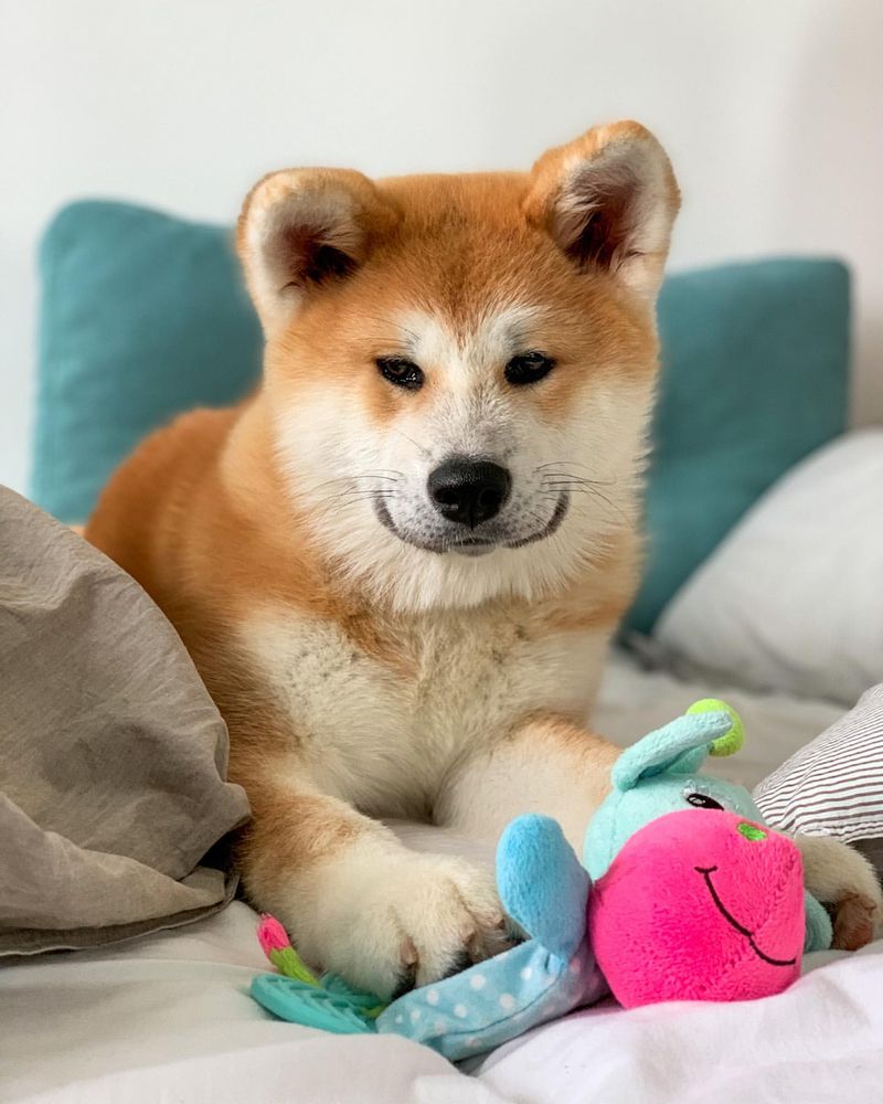 Akita Inu