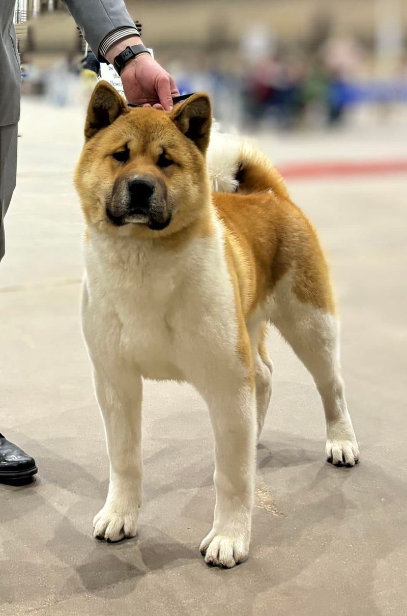 Akita