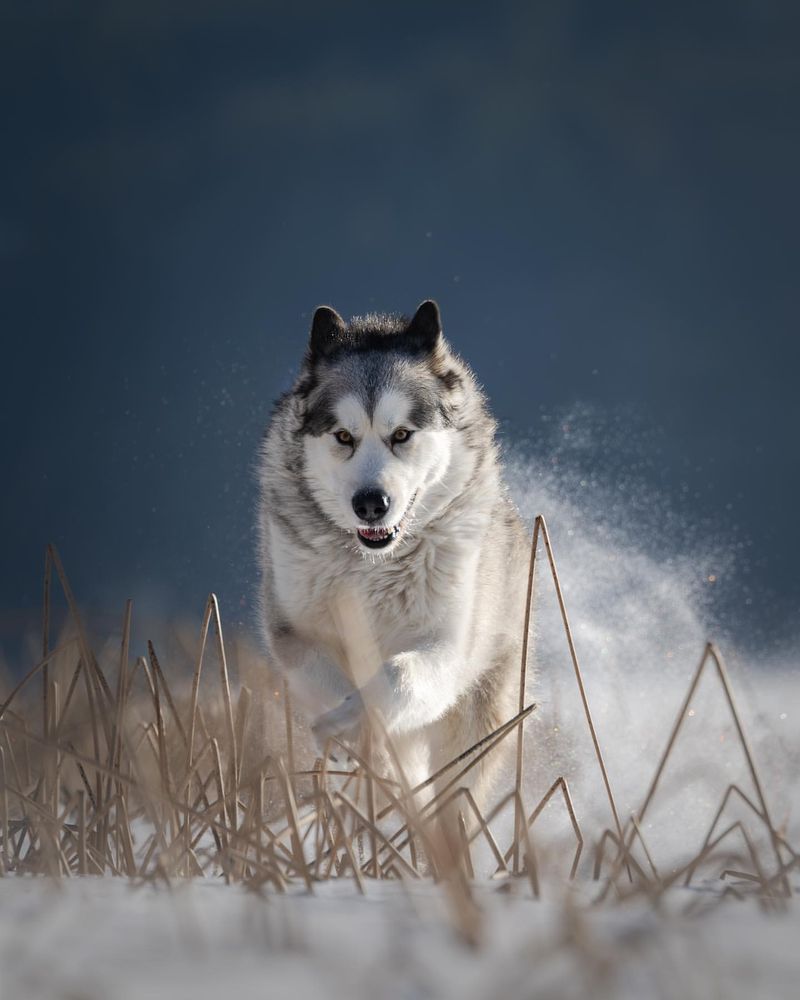 Alaskan Malamute