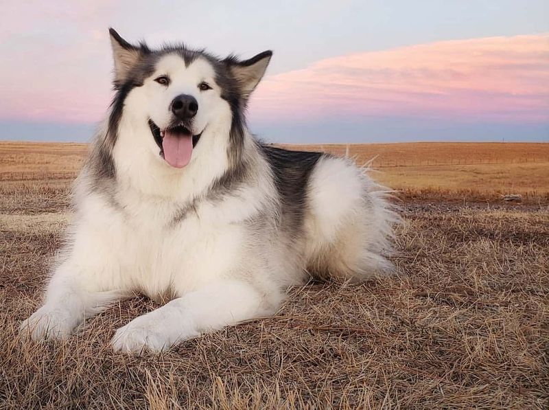 Alaskan Malamute