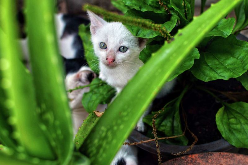 Aloe Vera