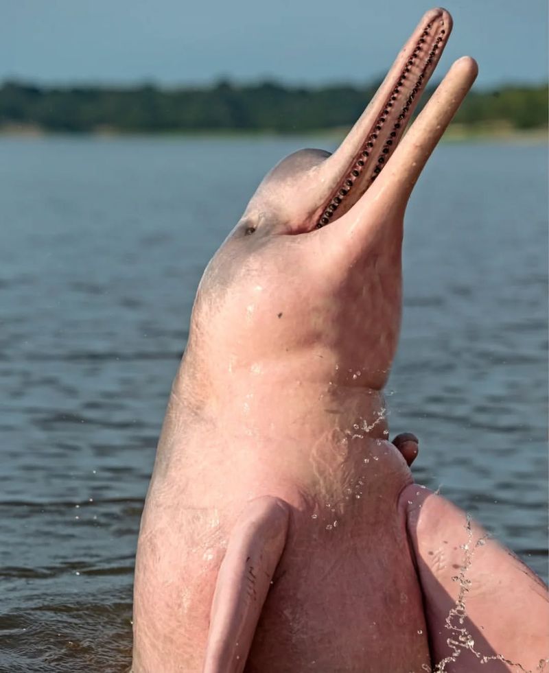 Amazon River Dolphin