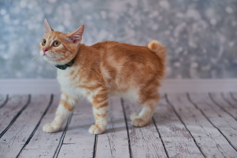 American Bobtail