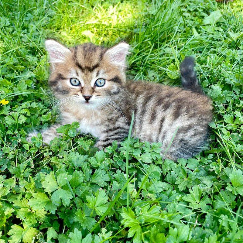 American Bobtail