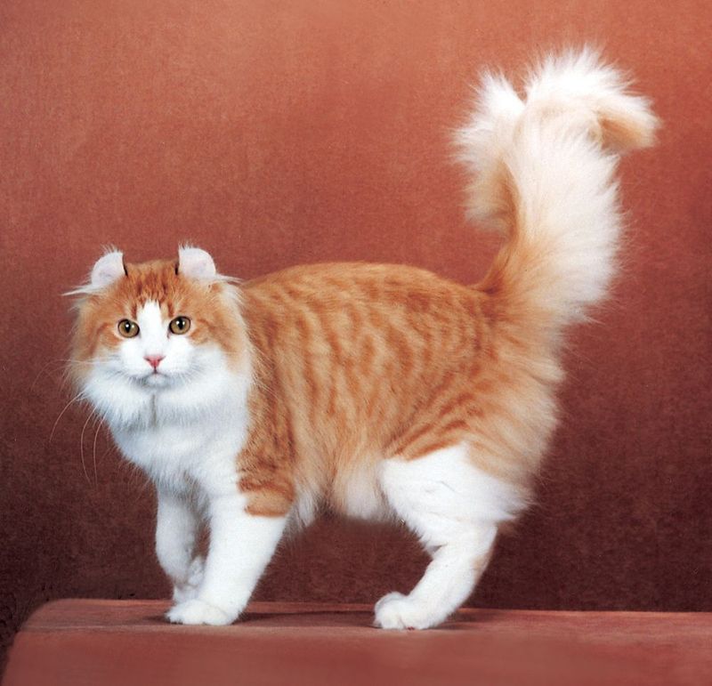 American Curl