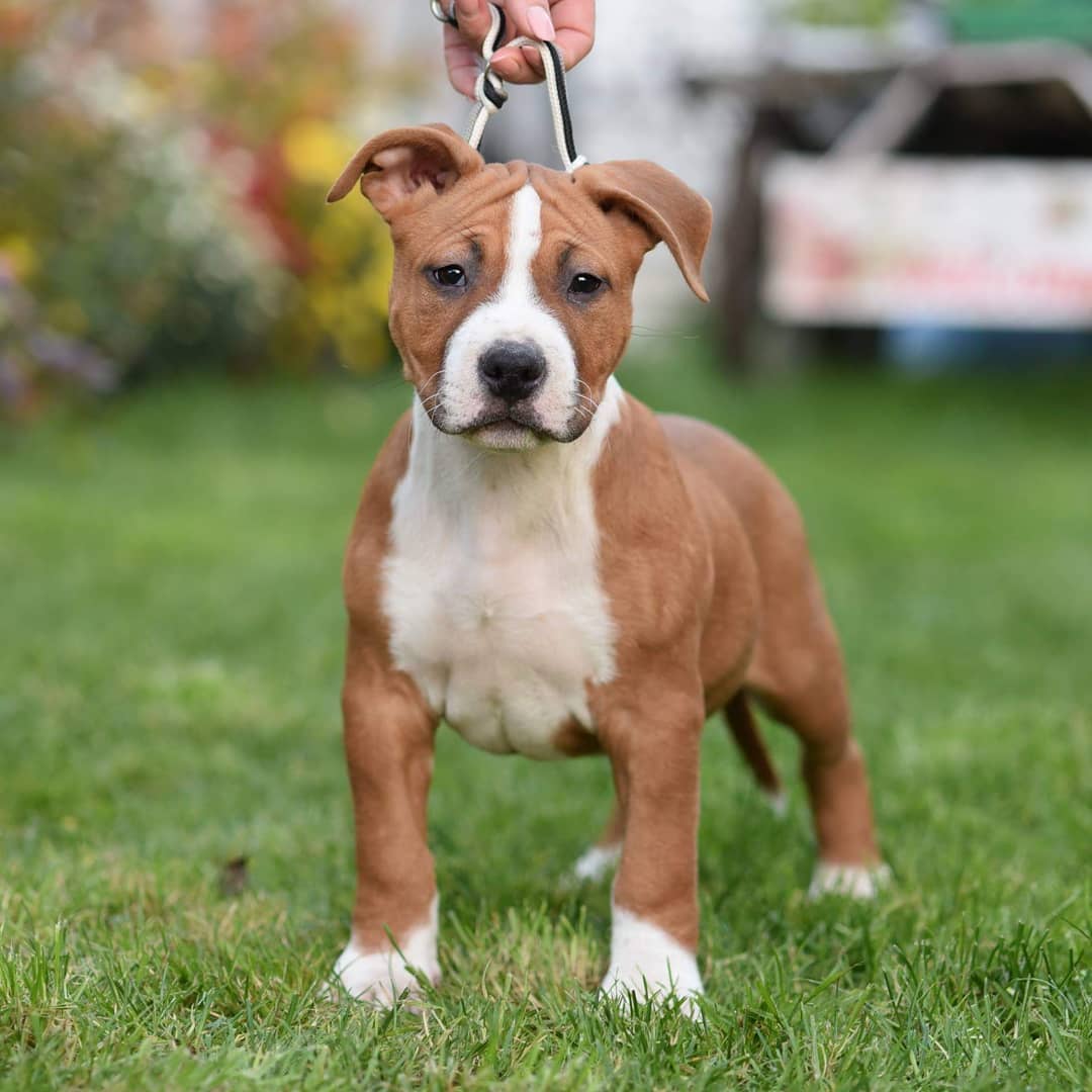 Curious About Pit Bulls? Get to Know the 10 Types You Can Own and Why They Make Outstanding Pets