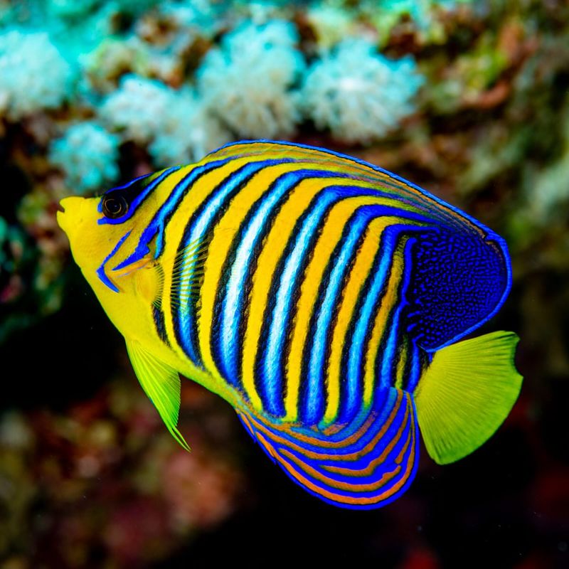 Angelfish