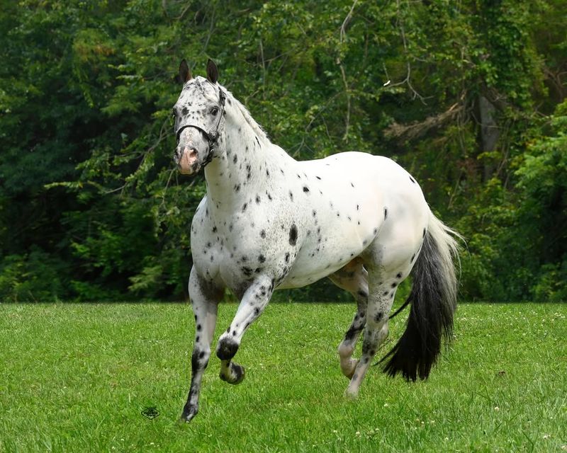 Appaloosa