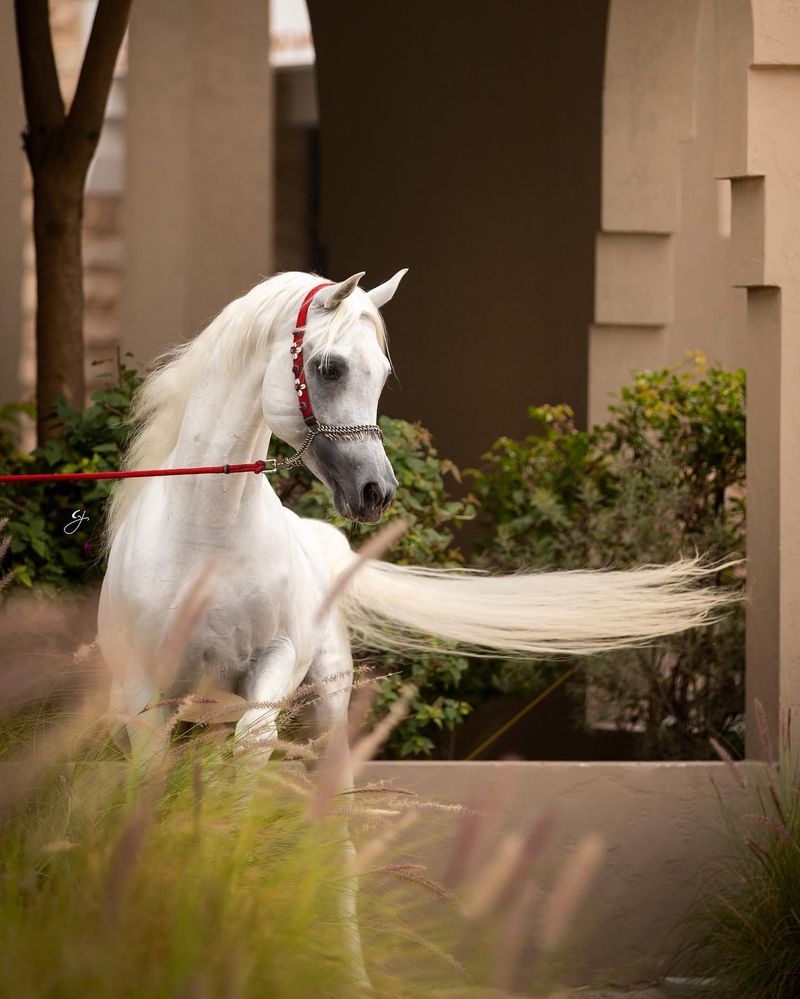 Arabian vs. Thoroughbred: 8 Key Differences You Should Know