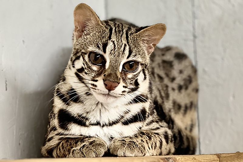 Asian Leopard Cat