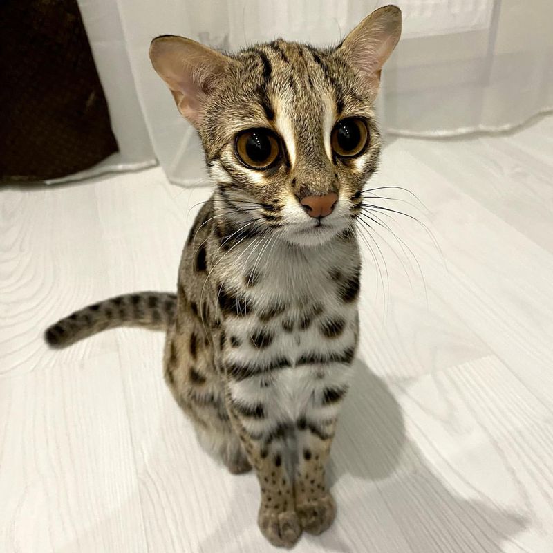 Asian Leopard Cat