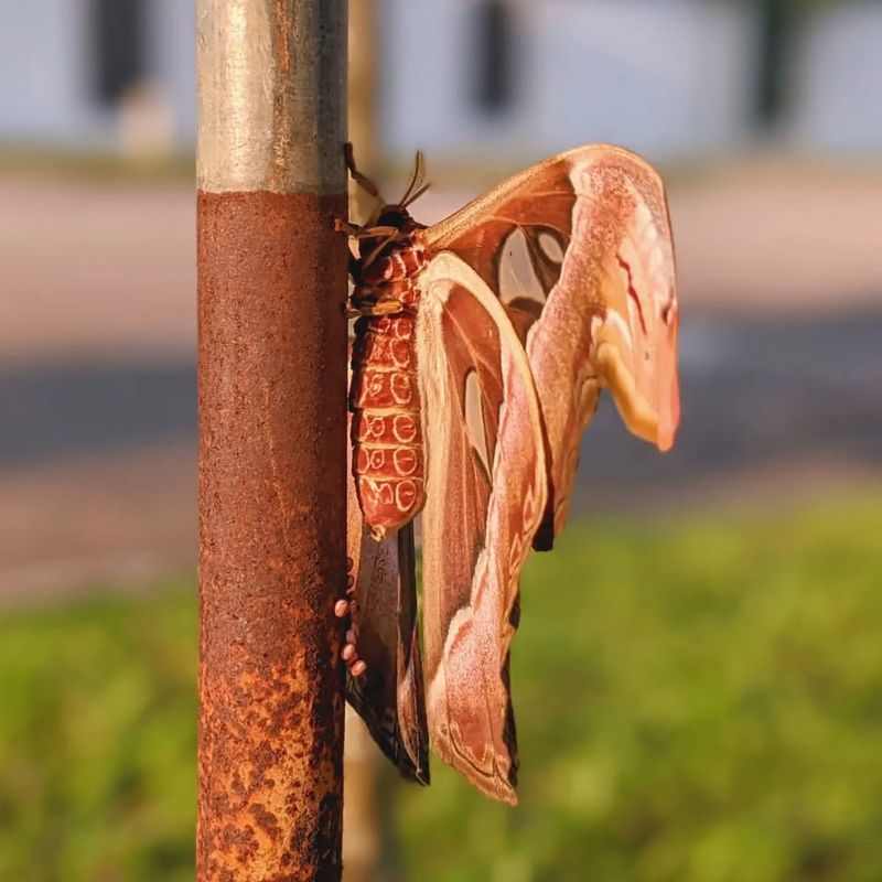 Attacus atlas (Atlas Moth)