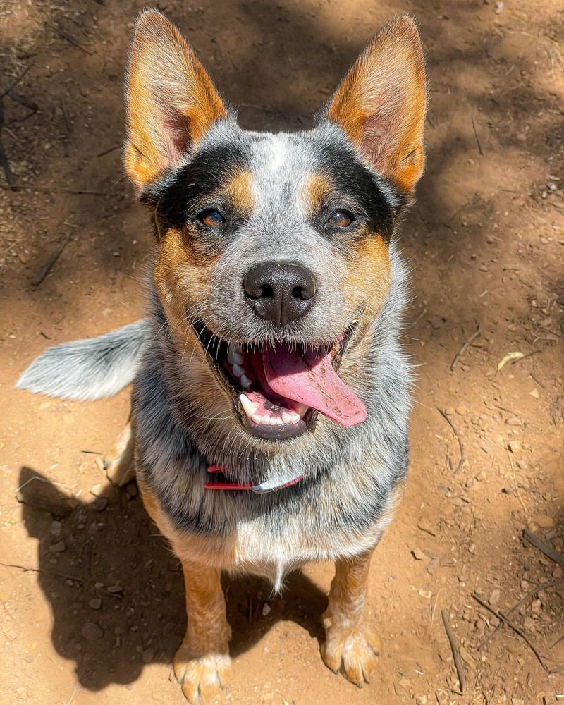 Australian Cattle Dog