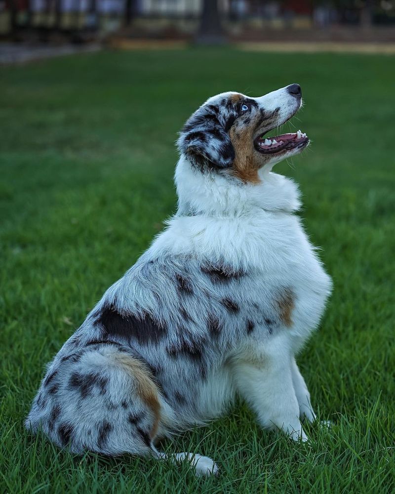 Australian Shepherd