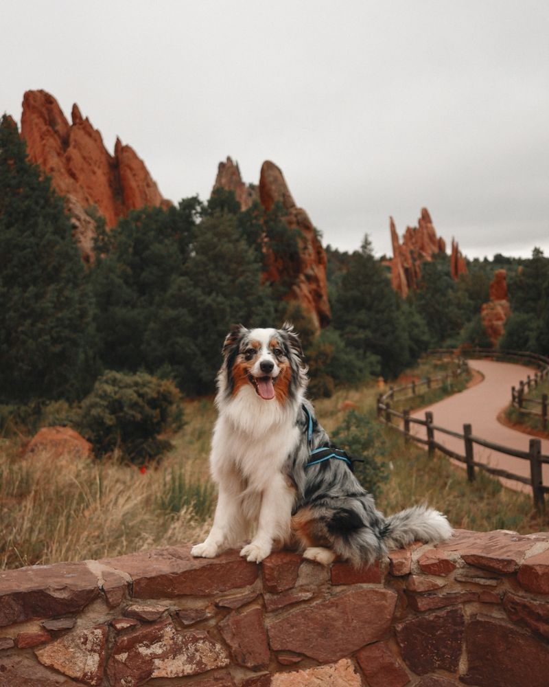 Australian Shepherd