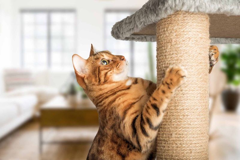 Avoid declawing your cat