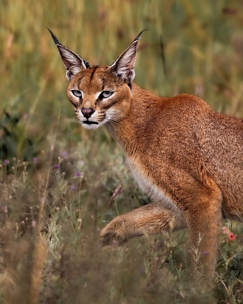 Baby-Faced Assassins: Meet the 10 Deadliest Cats on Earth