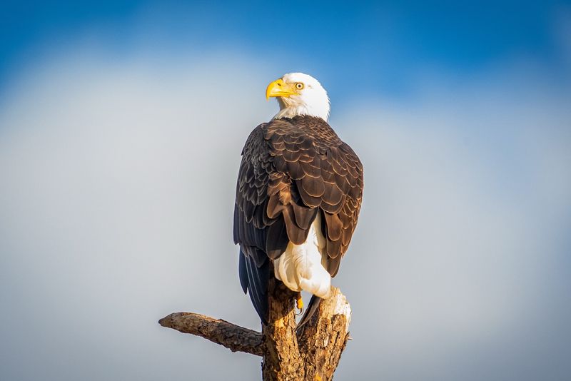 Bald Eagle