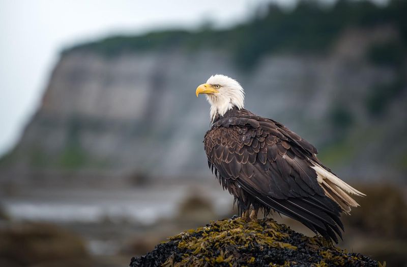 Bald Eagle