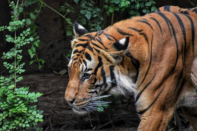 Bali Tiger (Extinct)