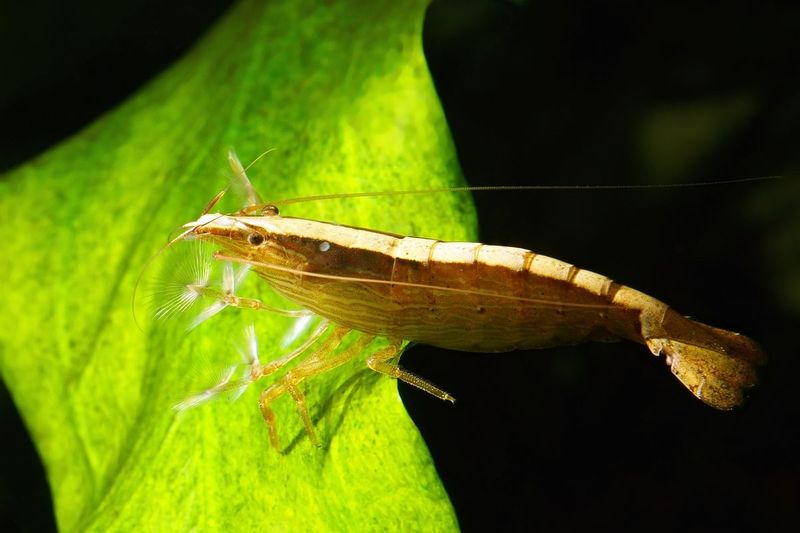 Bamboo Shrimp