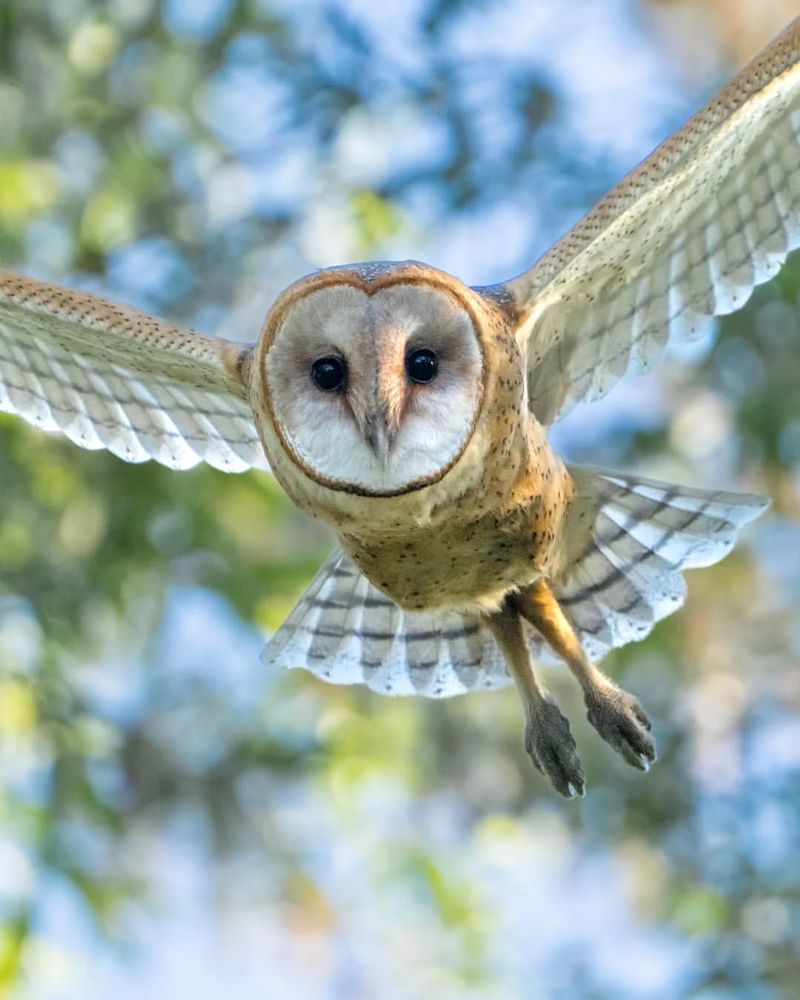 Barn Owl