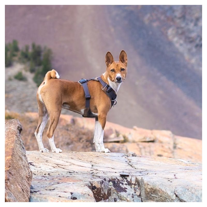 Basenji