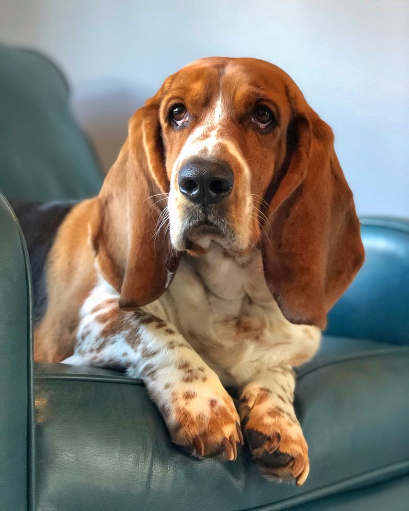 Basset Hound