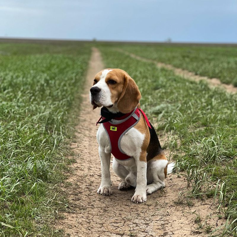 Beagle