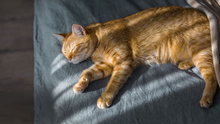 Beat the Heat – 11 Must-Know Tips for Keeping Your Cat Cool and Comfortable