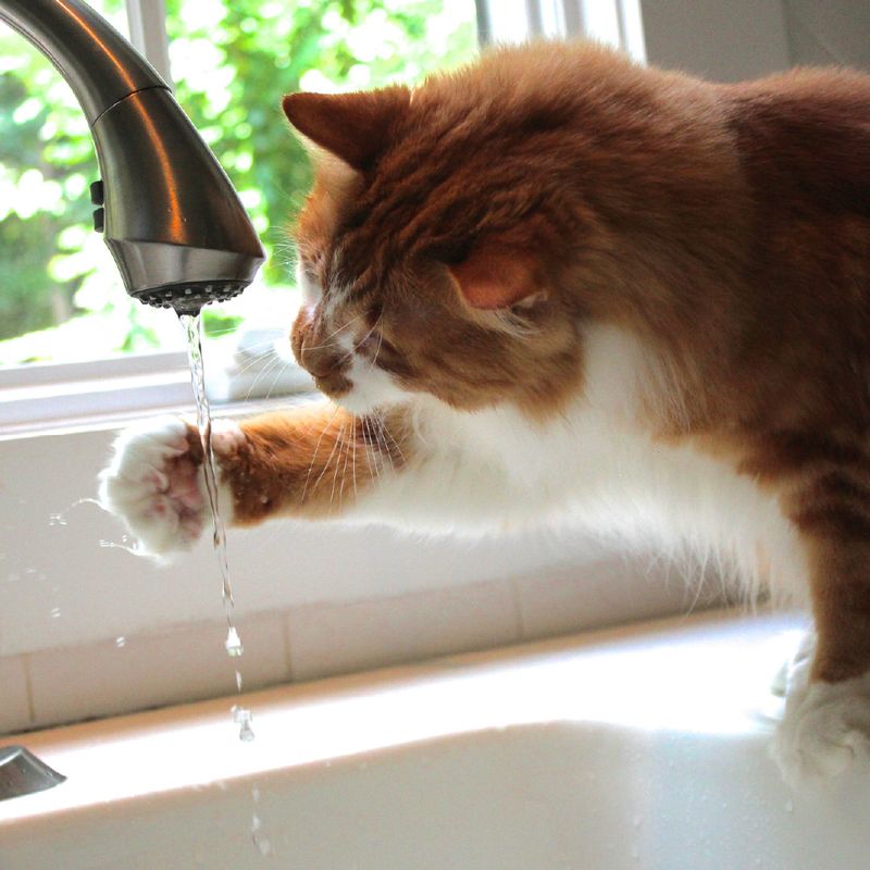 Beat the Heat – 8 Must-Know Tips for Keeping Your Cat Cool and Comfortable