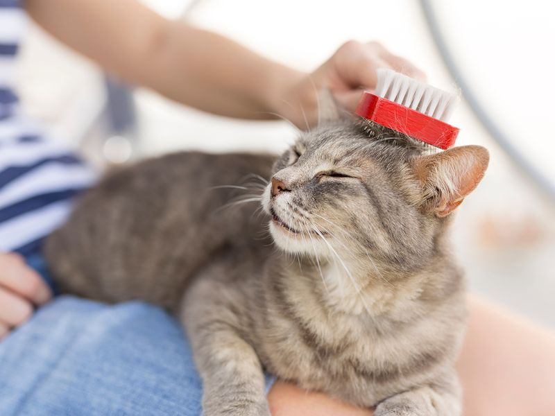 Beat the Heat – 8 Must-Know Tips for Keeping Your Cat Cool and Comfortable