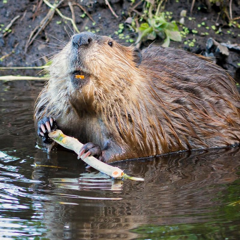 Beavers