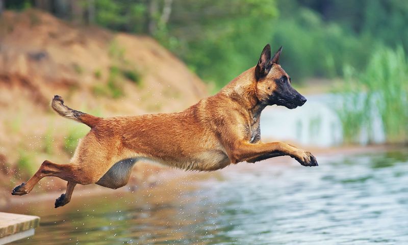 Belgian Malinois