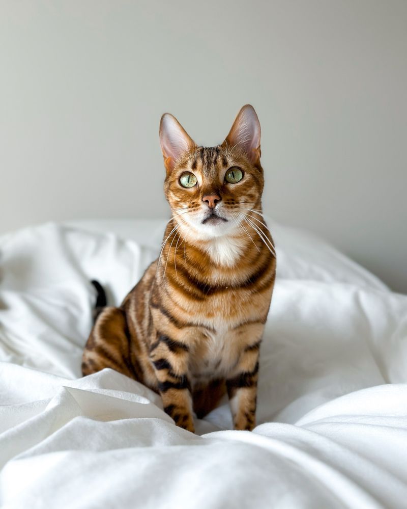 Bengal