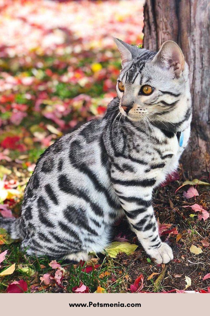 Bengal