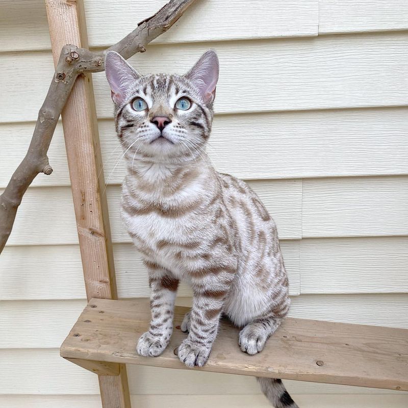 Bengal