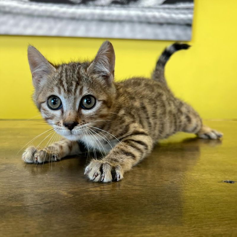 Bengal