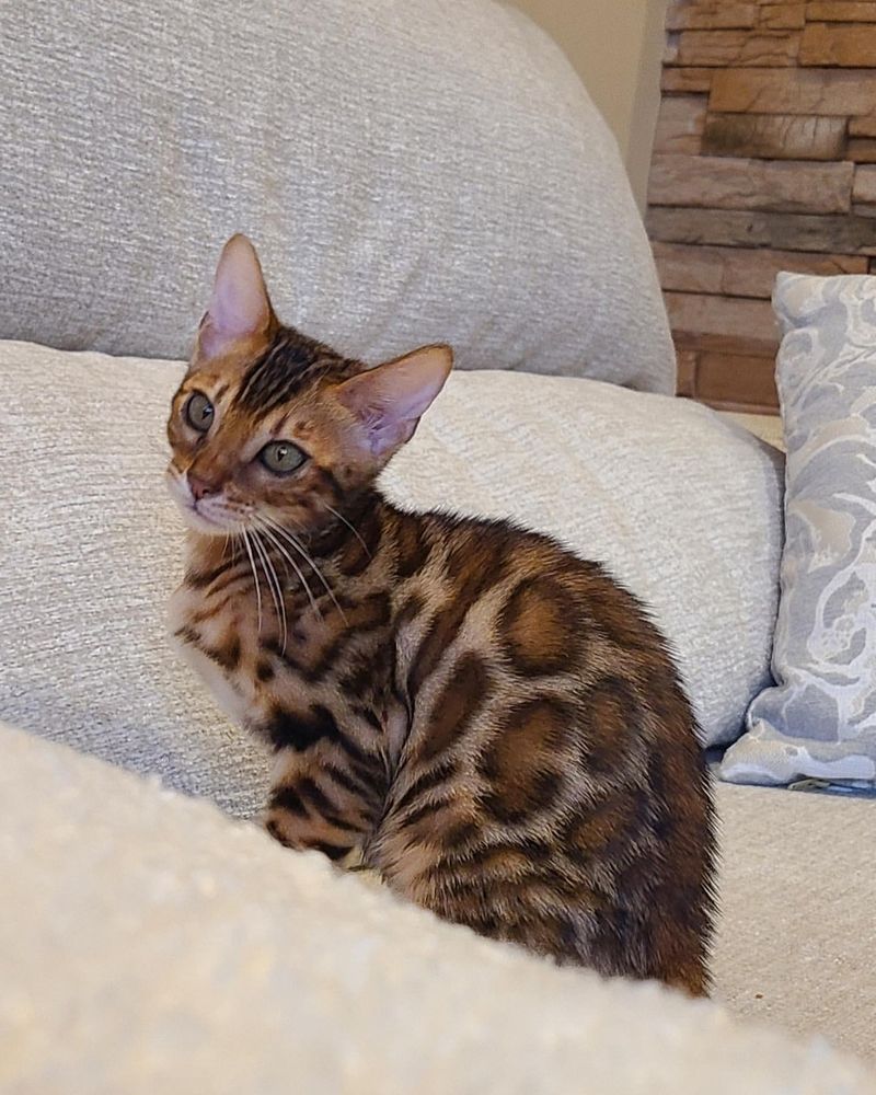 Bengal