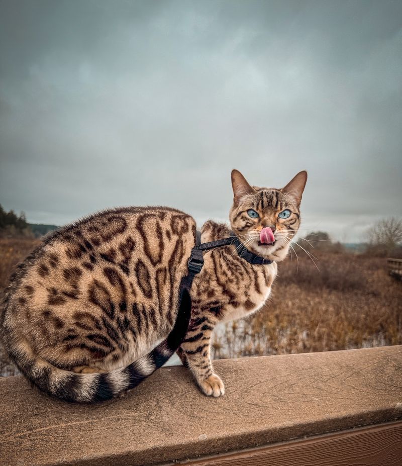 Bengal